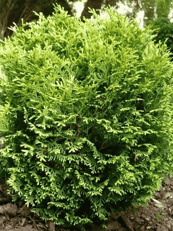 Туя западная Waterfield
