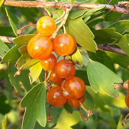 Смородина золотистая Сибирское Солнышко