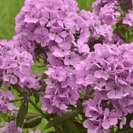 Флокс метельчатый Zenobia