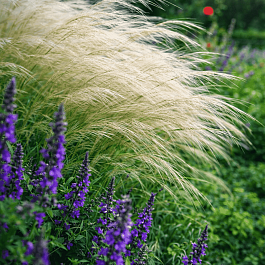 Ковыль тончайший Pony Tails