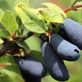 Жимолость Лавина 