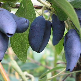 Жимолость съедобная Югана