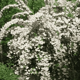 Вейгела гибридная Candida