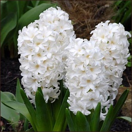 Гиацинт white pearl