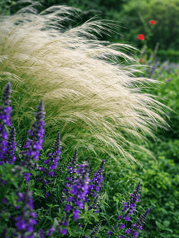Ковыль тончайший Pony Tails