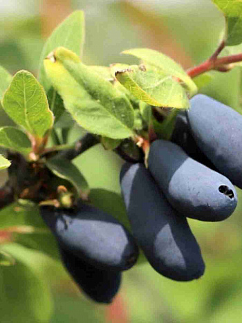 Жимолость Лавина 