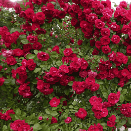 Роза плетистая Ffammentanz