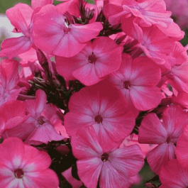 Флокс метельчатый Аня Гаганова