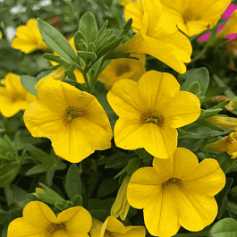 Калибрахоа Cabaret Pure Yellow