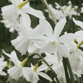 Нарцисс Thalia