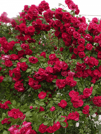 Роза плетистая Ffammentanz