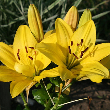 Лилия ла-гибрид Нэшвилл НАБОР 2ШТ (2+2)