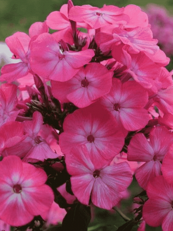 Флокс метельчатый Аня Гаганова