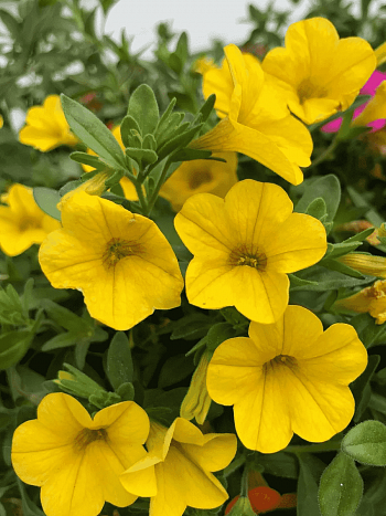 Калибрахоа Cabaret Pure Yellow