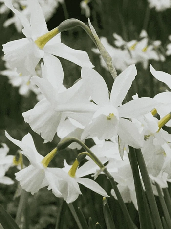 Нарцисс Thalia