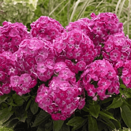 Флокс метельчатый Bambini Sweet Tart