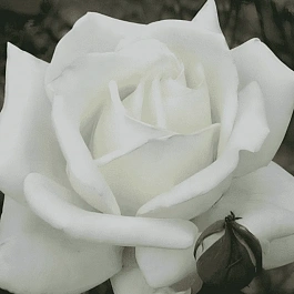 Роза Чайно-гибридная Polar Star