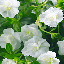 Калибрахоа махровая M.F. Neo Double White Elegance