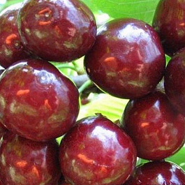 Черешня Подарок Степанову Черешня Подарок Степанову