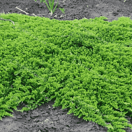 Можжевельник горизонтальный Prince of Wales