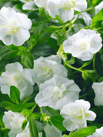 Калибрахоа махровая M.F. Neo Double White Elegance