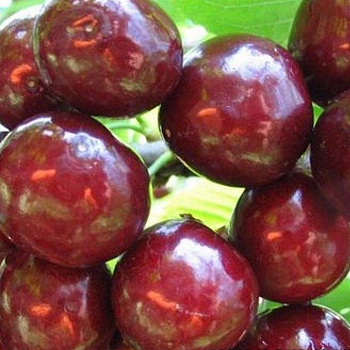 Черешня Подарок Степанову