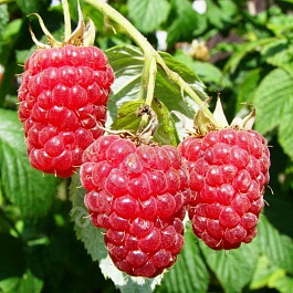 Малина традиционная Гигант Московский