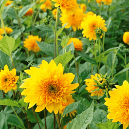 Подсолнечник клубненосный Loddon Gold