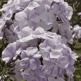 Флокс метельчатый Облако