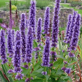 Агастахис  фенхелевый Little Andel