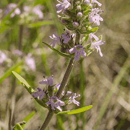 Тимьян Маршала