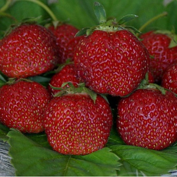 Земляника садовая Камрад-Победитель