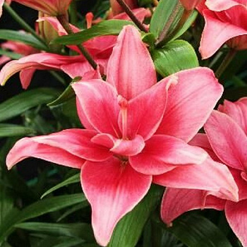 Лилия азиатская махровая Пинк Блоссом НАБОР 2ШТ (2+2)