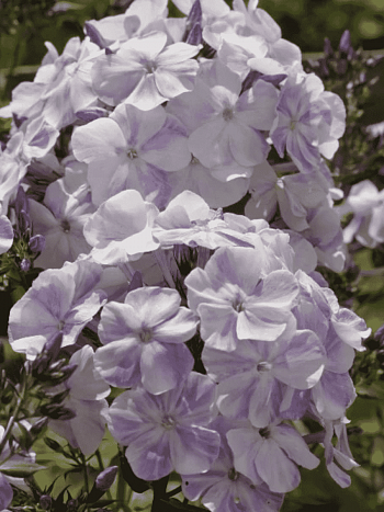 Флокс метельчатый Облако