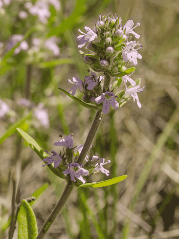 Тимьян Маршала