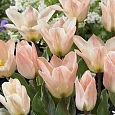 Тюльпан Little Girl