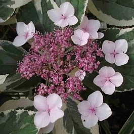 Гортензия крупнолистная Tricolor