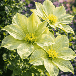 Клематис гибридный Moonlight