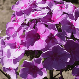 Флокс метельчатый Зарядье