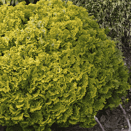 Кипарисовик Nana Gracilis Aurea