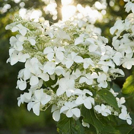 Гортензия метельчатая Левана Гортензия метельчатая Левана