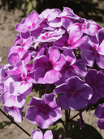 Флокс метельчатый Зарядье