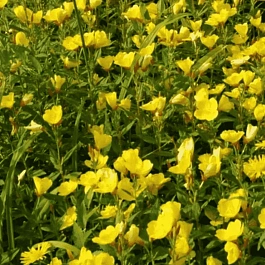 Энотера волосистая Yella Fella