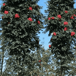 Рябина сладкоплодная Shearwater