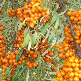 Облепиха превосходная