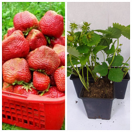 Земляника садовая Чамора Турусси НАБОР 3ШТ Земляника садовая Чамора Турусси НАБОР 3ШТ