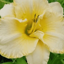 Лилейник Villa Vanilla