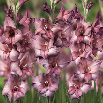 Гладиолус крупноцветковый Даск