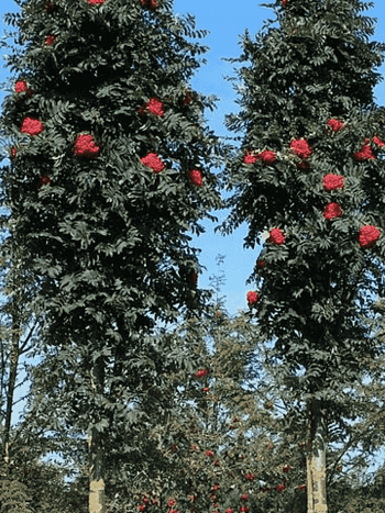 Рябина сладкоплодная Shearwater