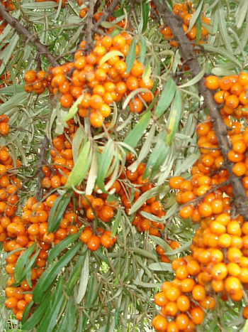 Облепиха превосходная